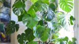 5 loại cây tươi mát, làm không khí trong lành lại tốt cho sức khỏe