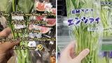 Công dụng của loại rau rẻ bèo ở Việt Nam, bán theo cọng ở Nhật