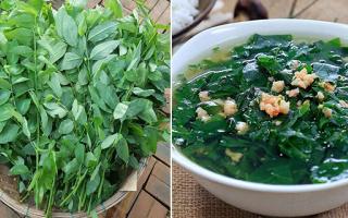 3 sai lầm tai hại khi ăn rau ngót gây hại cho cơ thể, nhiều người Việt không biết mà tránh