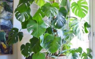 5 loại cây tươi mát, làm không khí trong lành lại tốt cho sức khỏe